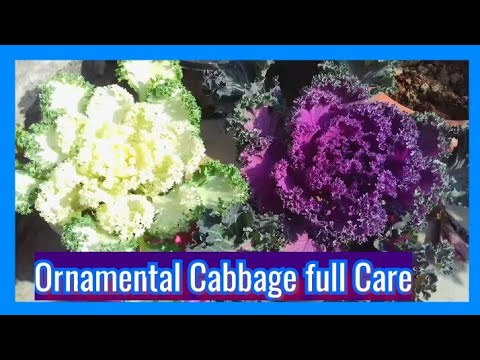 video-linktoworks-50.How to grow and care Ornamental cabbage(केल)