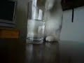 Auch Katzen haben Durst! ...