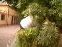 Fat Kid Stuck In Tree