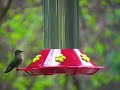 hummingbird moomoo land
