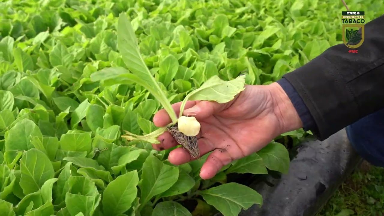 Expedição Especialistas do Tabaco - EP 1 Flavio Jacobsen Bartz