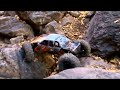 RC Crawlin, Orem UT