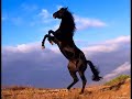 Ferman Karaçam - Açelya