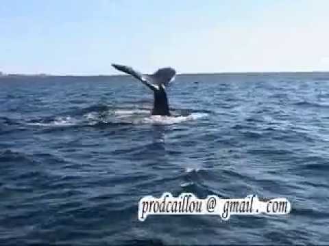 baleine a saint-pierre et miquelon