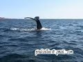 baleine a saint-pierre et miquelon