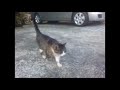 Click here to watch this video ねこパンチの仕返し
