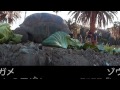 【いきもの目線】ゾウガメ(360Lives / Giant tortoise) ゾウガメ