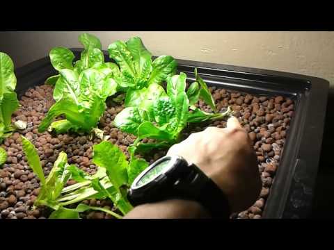 how to replant butter lettuce