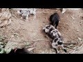 Molossos Koutavakia Great Dane Puppy