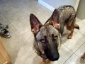 Shine GSD Shine GSD