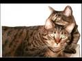 videos de DOWN BY THE RIVER - THE COUSINS