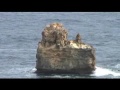 Victoria en australie koala kangourou kangaroo australia