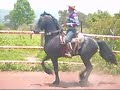 FRISIAN BAILE PASSAGE REVERENCIA PASO