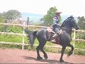 FRISIAN BAILE PASSAGE REVERENCIA PASO