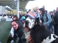 Eurodogshow  Budapest 2008 For  The Champion  D.Bodyguard