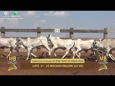 515� LEIL�O VIRTUAL MB LEIL�ES