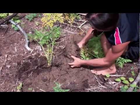 how to harvest osha root
