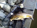 自作コ式 鯉釣果 Carp Fishing 自作コ式 鯉釣果 Carp Fishing