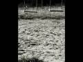 alexandru andries - tacerile din piept