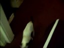 Kitten Playing Fetch!!!