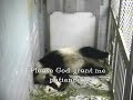 Lun Lun Tries to Sleep 11-15-08