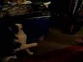 Kitty yo-yo