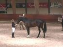 Zelote VDL KWPN goedgekeurd 2007 verrichtingsonderzoek