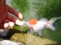 Redcup Oranda