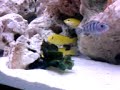 Demasoni and Yellow Labidochromis
