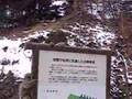 Snow Monkeys- 1