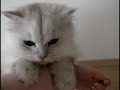 ???????? ???? ??My cat announces the special skill.? ???????? ???? ??My cat announces the special skill.?