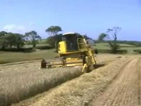 how to harvest saffron
