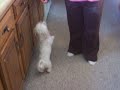 Snowy - Dog Show USA