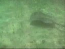 Stingray