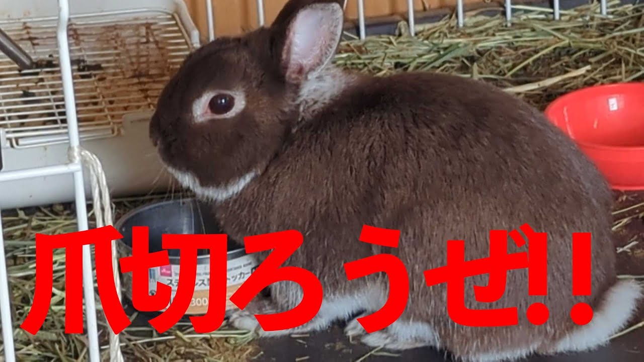 動画1