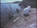 Salvador Dali & Gala Born From An Egg