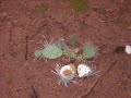sacred-spirit.html