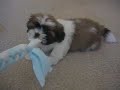 Gizmo the Shih Tzu playing inside