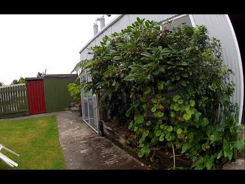 Video of Bazil's Hostel