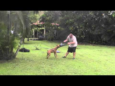 PERROS DE ATAQUE - http://www.miadiestramientodeperros.com/como-entrenar-un-perro-de-ataque.