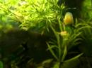 More of my fish in the big tank More of my fish in the big tank