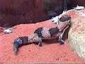 african fat tail gecko feeding on crickets