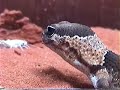 African Fat Tail Gecko Feeding on Crickets
