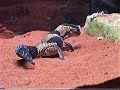 african fat tail gecko feeding on crickets