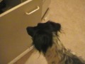 housekeeping dog