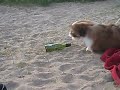 Puppy chase a whine bottle