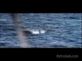 from jaws