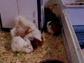 Baby guinea pigs having fun