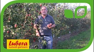 Die Sommerapfel-Züchtung bei Lubera