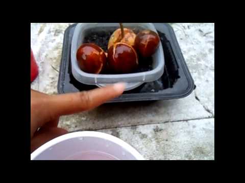 how to grow avocado from seed